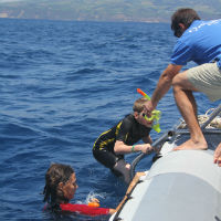 Swim with dolphins in blue Atlantic waters