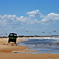Guided Tour to Donana from Seville
