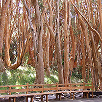 Tour of Victoria Island and Arrayanes Forest