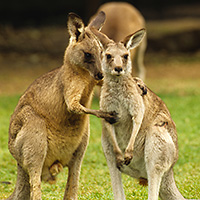 Puffing Billy Steam Train Ride with Wineries OR Wildlife