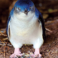 Penguin Parade with Viewing Platform