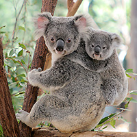 Lone Pine Koala Sanctuary General Admission