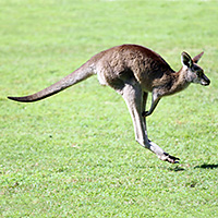 Koala Indulgence Tour