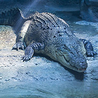 Priority Admission to SEA LIFE Melbourne Aquarium