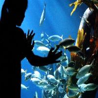 AquaDom and Sea Life Centre
