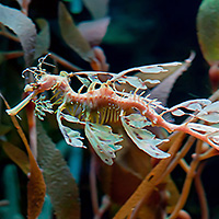 New England Aquarium and the Simons IMAX Theatre