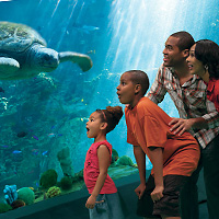 Two-Park Ticket to SeaWorld Orlando and Busch Gardens Tampa