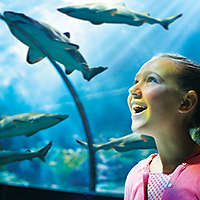 SeaWorld Orlando, Busch Gardens Tampa, and Aquatica Combo Ticket