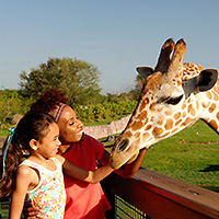 Busch Gardens Tampa Bay and Adventure Island Combo