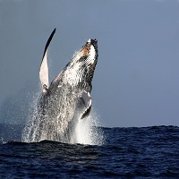 Whale Watching Cruise with Lunch