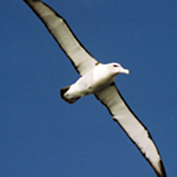 3-Hour Bruny Island Wilderness Cruise