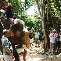 Elephant Trekking Tour in Pattaya