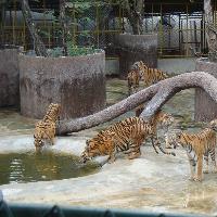 Sriracha Tiger Zoo Park Half Day Tour