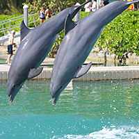 Swim With Dolphins