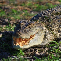 Wetland Nature and Wildife Cruise (Day Tour from Darwin or Self Drive)