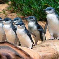 Phillip Island and Penguin Parade Day Tour