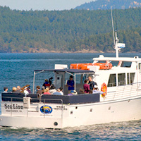 San Juan Whale-Watching and Wildlife Tour