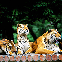 Admission to Everland Theme Park