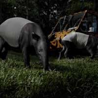 Singapore Zoo: 3-in-1 Park Hopper