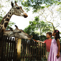 Wild Discoverer Tour and park ticket