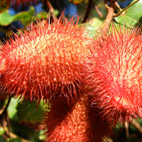 Penang Half-Day Tour: Tropical Fruit Farm