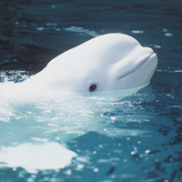 Vancouver Aquarium Admission