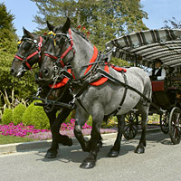 Stanley Park Horse-Drawn Carriage Tour