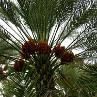Private Al Ain City Tour with Lunch