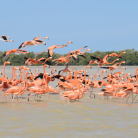 Celestun Flamingo Excursion