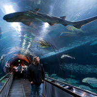 San Francisco's Aquarium of the Bay