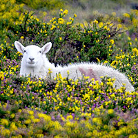 Wild Wicklow Tour