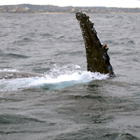 Eco Whale Watching Sailing Cruise