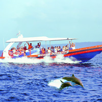 South Coast Dolphin Cruise