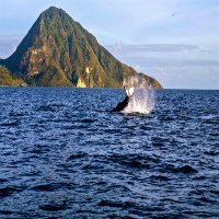 Whale Watching and Dolphin Spotting