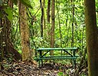 Rainforest Walk