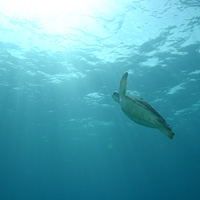 Puerto Morelos Snorkeling Adventure