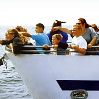 3-Hour Whale-Watching Cruise