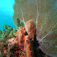 Los Cabos 2-Tank Dive