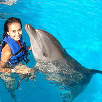 Cabo Dolphin Encounter