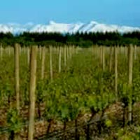 Waipara Valley Wine Tour