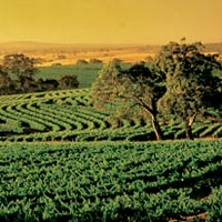7-Night Murray River Murraylands and Wildlife Cruise