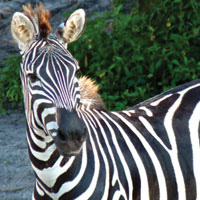 Naples Zoo at Caribbean Gardens