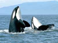 San Juan Islands and Whale-Watching Day Tour