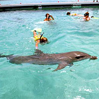 Dolphin's Island