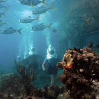 Sea Trek at Coral World Ocean Park