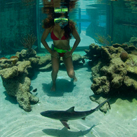 Shark Encounter at Coral World Ocean Park