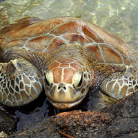 Turtle Encounter at Coral World Ocean Park