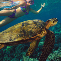 Turtles at Sunset Cocktail Cruise