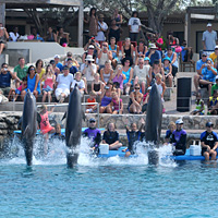 Dolphin Training Courses and Dolphin Show Participation