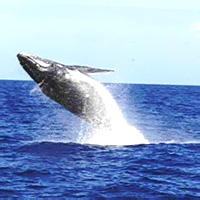 Whale-Watching Picnic on America